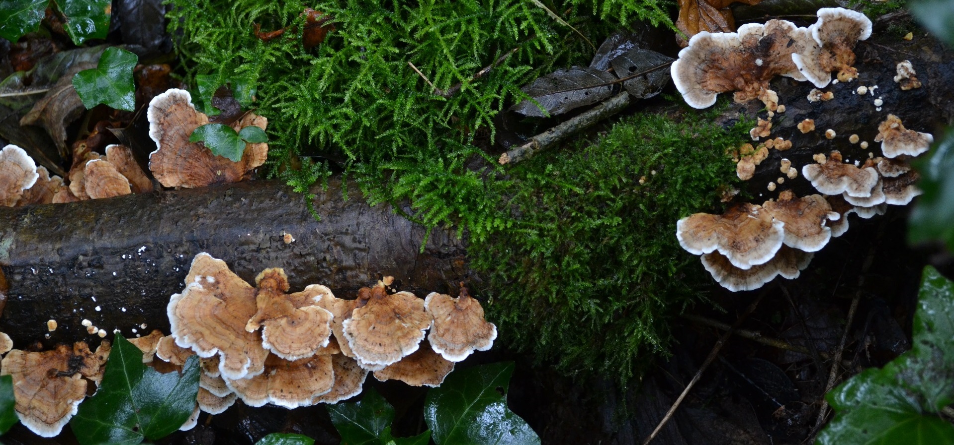 Lichen