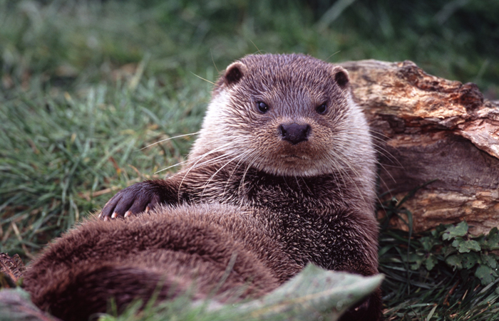 Otter_S Otter
