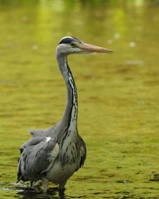 Grey Heron