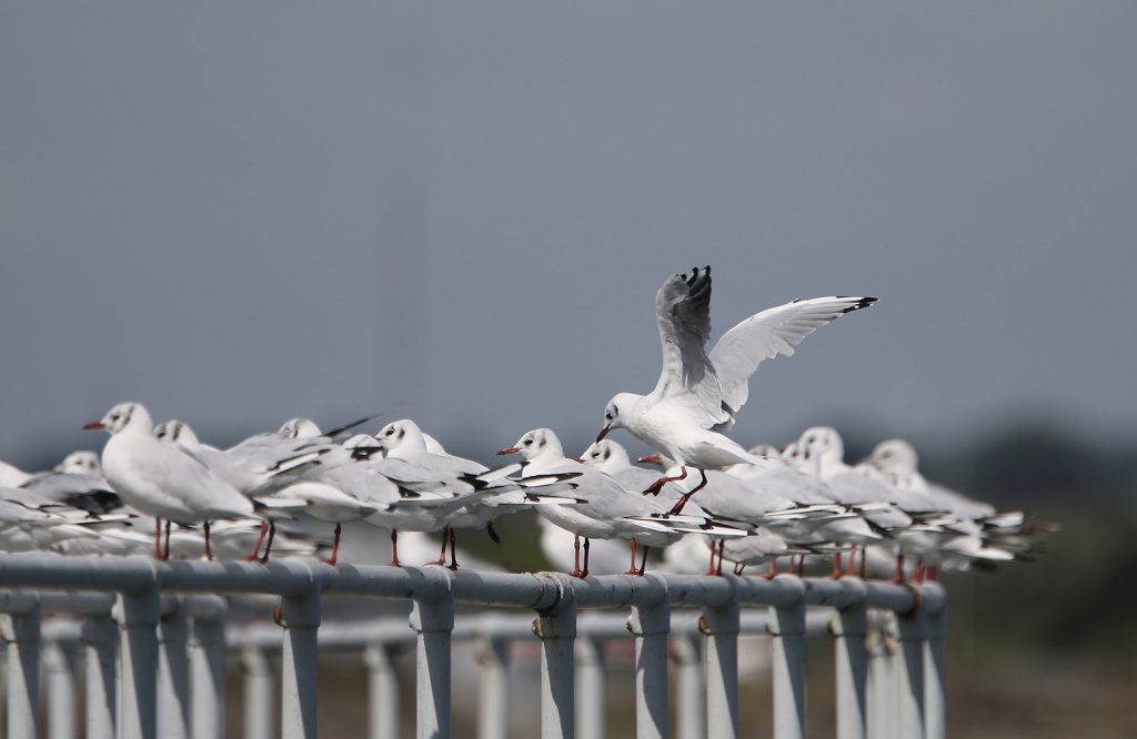 Birds at rest