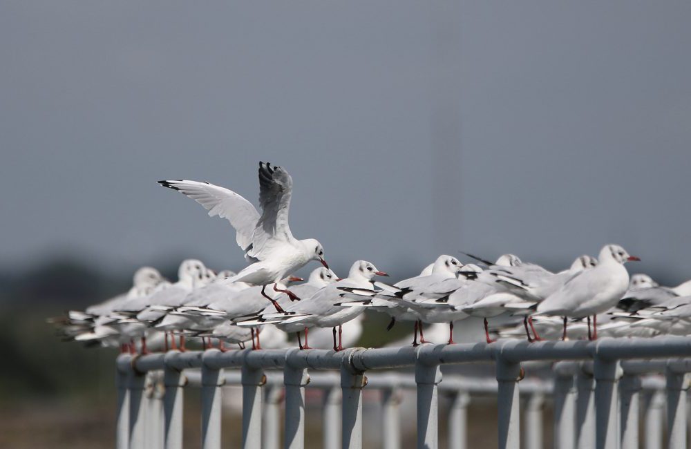 Flock of Birds