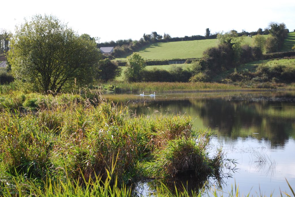 Irish Wetlands Vista