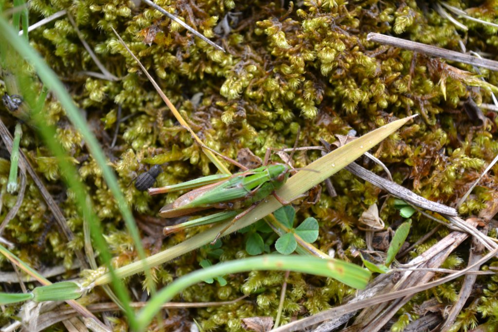 Species diversity in the wetlands