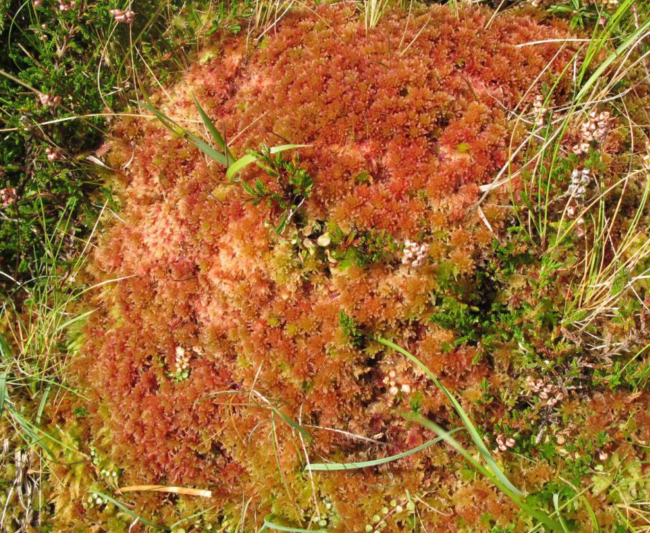 Sfagnam capillifolium Acaill