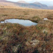 Lough Barra Bog