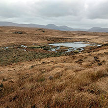 Meenachullion Bog