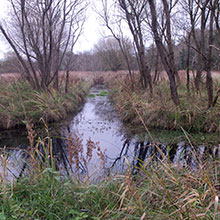 Pollardstown Fen