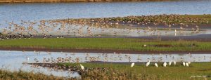 Scene of Little Egrets and many wetlands birds roosting at Harper's Island