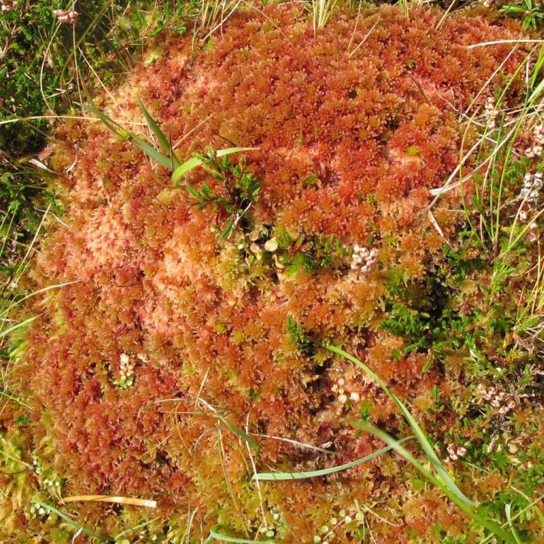 Caonach Sphagnum in Acaill